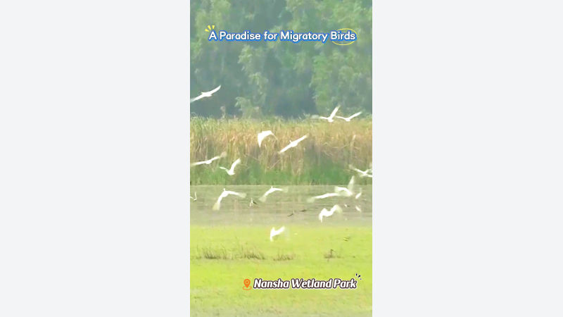 [China Travelogue] Nansha Wetland: A Haven for Migratory Wings