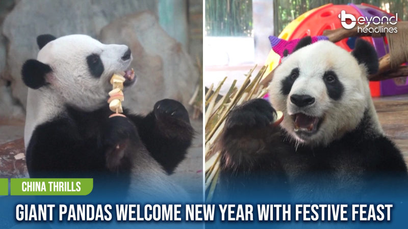 [China Thrills] Giant Pandas Welcome New Year with Festive Feast