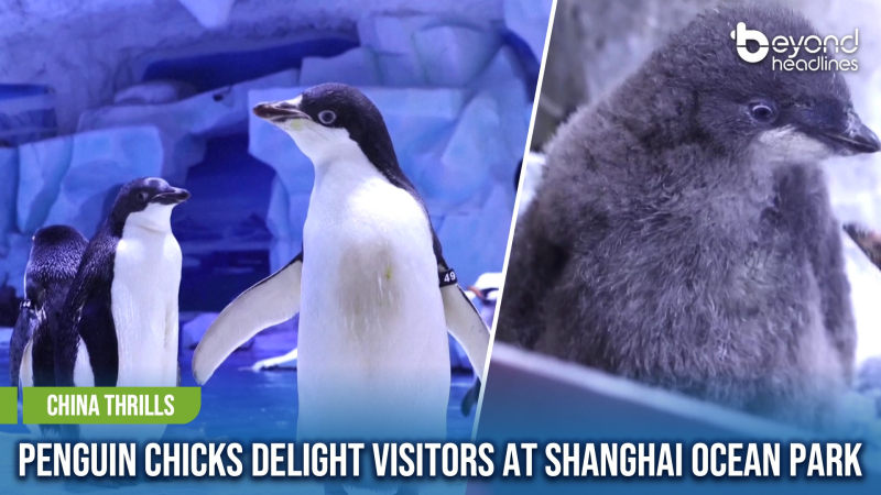 [China Thrills] Penguin Chicks Delight Visitors at Shanghai Ocean Park