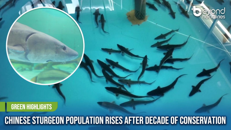[Green Highlights] Chinese Sturgeon Population Rises After Decade of Conservation
