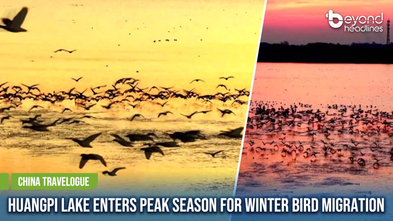 [China Travelogue] Huangpi Lake Enters Peak Season for Winter Bird Migration