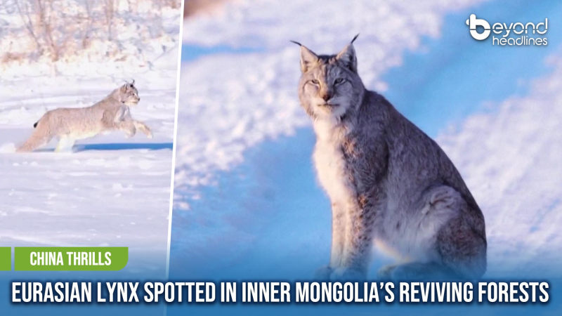 [China Thrills] Eurasian Lynx Spotted in Inner Mongolia’s Reviving Forests