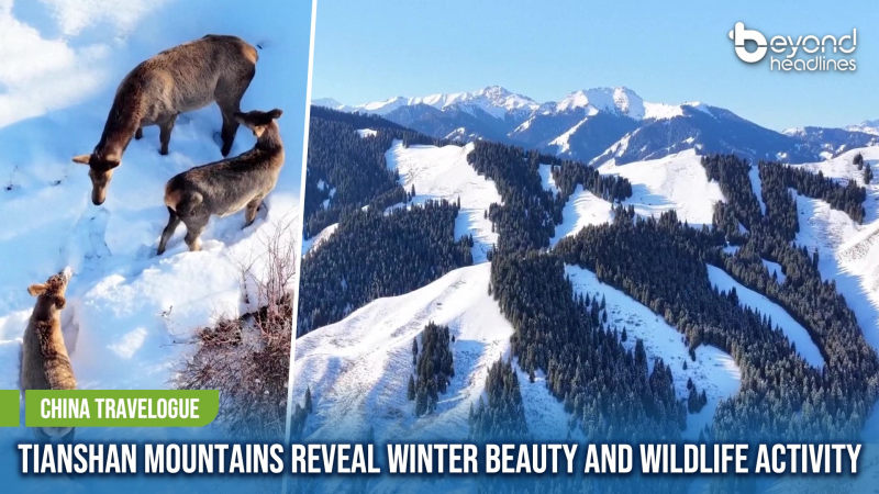 [China Travelogue] Tianshan Mountains Reveal Winter Beauty and Wildlife Activity