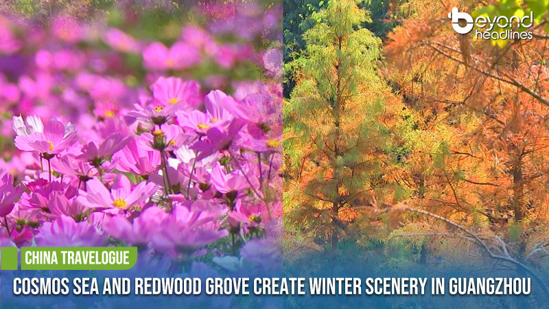 [China Travelogue] Cosmos Sea and Redwood Grove Create Winter Scenery in Guangzhou