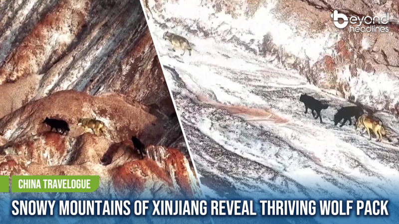 [China Travelogue] Snowy Mountains of Xinjiang Reveal Thriving Wolf Pack
