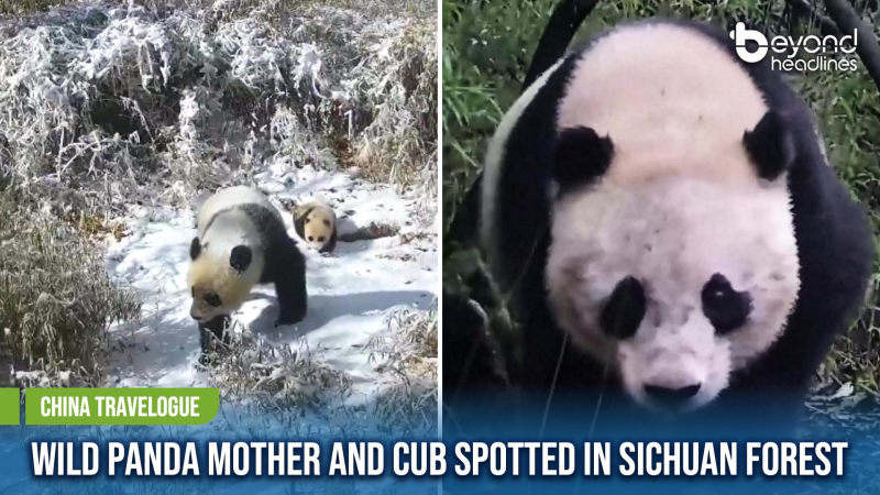 [China Travelogue] Wild Panda Mother and Cub Spotted in Sichuan Forest