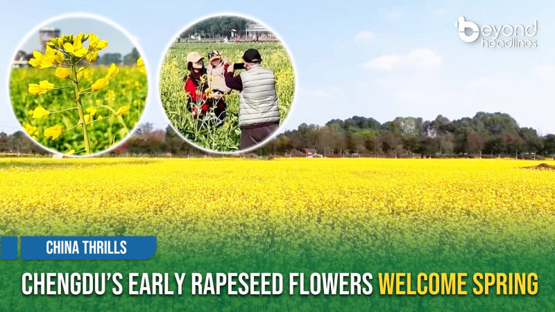 [China Thrills] Chengdu’s Early Rapeseed Flowers Welcome Spring