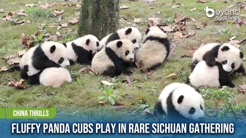 [China Thrills] Fluffy Panda Cubs Play in Rare Sichuan Gathering