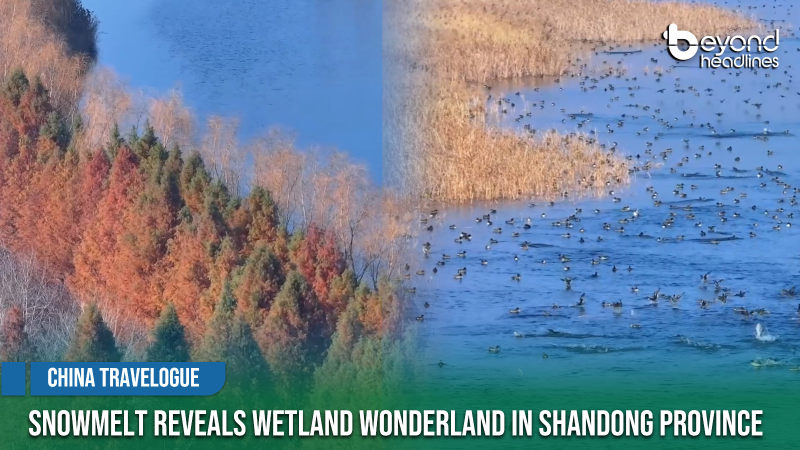 [China Travelogue] Snowmelt Reveals Wetland Wonderland in Shandong Province