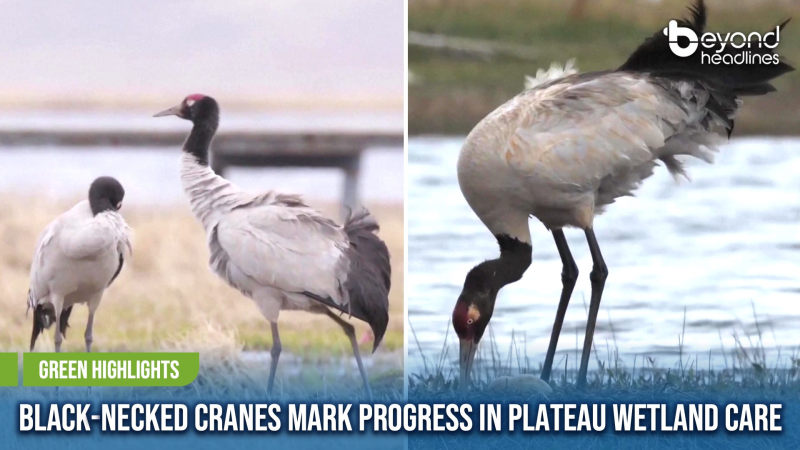 [Green Highlights] Black-Necked Cranes Mark Progress in Plateau Wetland Care