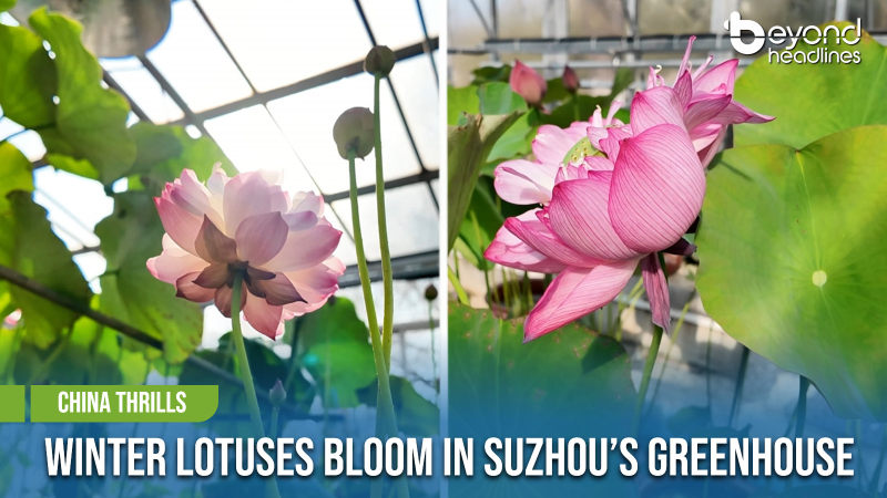 [China Thrills] Winter Lotuses Bloom in Suzhou’s Greenhouse
