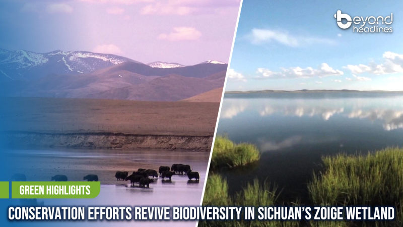 [Green Highlights] Conservation Efforts Revive Biodiversity in Sichuan’s Zoige Wetland