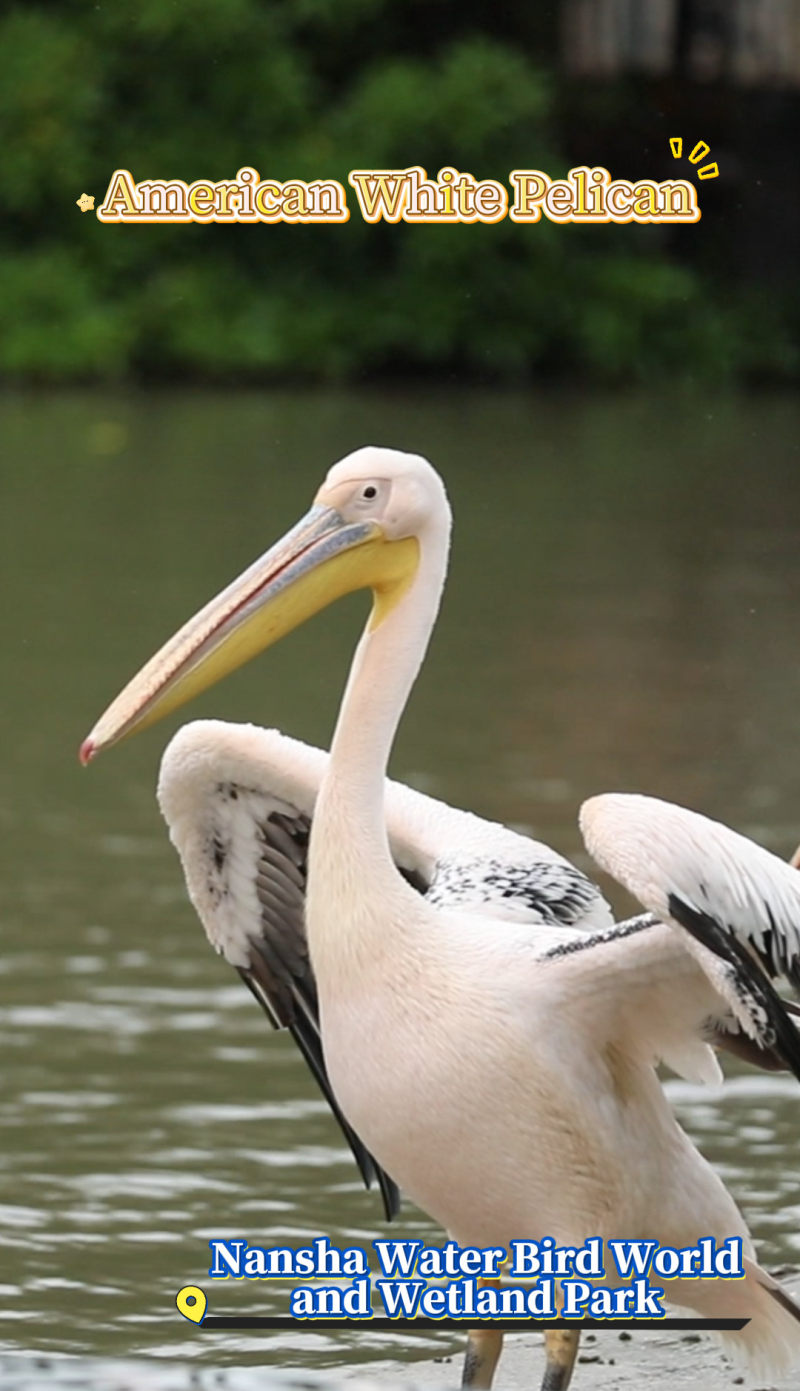 [China Travelogue] Nansha Bird Park: A Free-Roaming Haven for Waterfowls