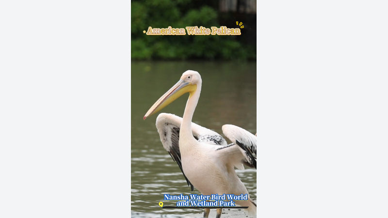 [China Travelogue] Nansha Bird Park: A Free-Roaming Haven for Waterfowls