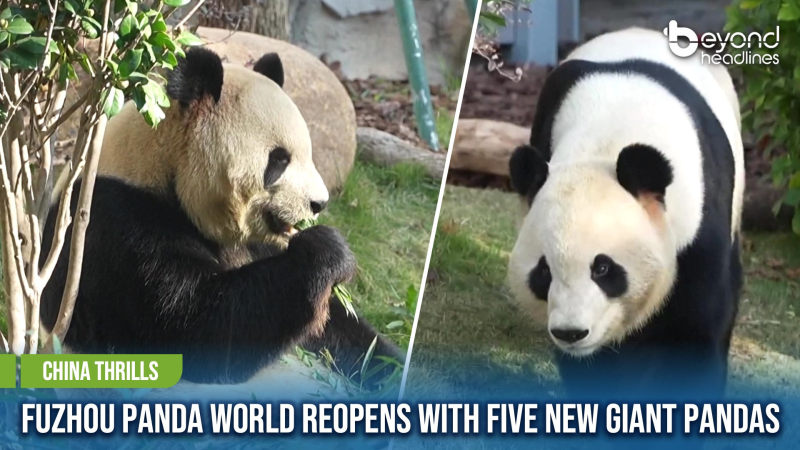 [China Thrills] Fuzhou Panda World Reopens with Five New Giant Pandas