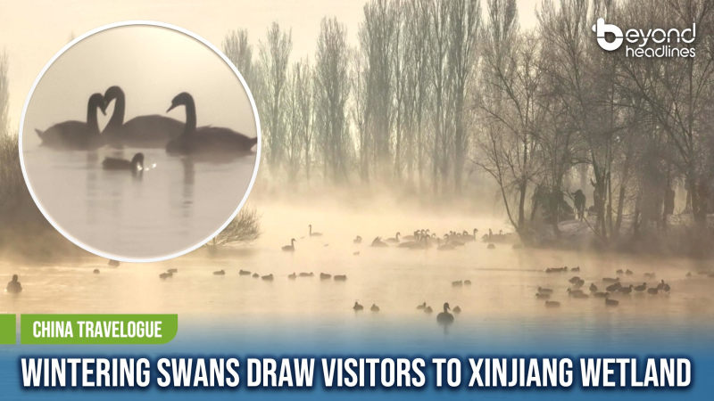 [China Travelogue] Wintering Swans Draw Visitors to Xinjiang Wetland