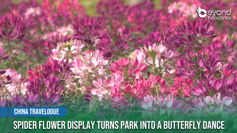 [China Travelogue] Spider Flower Display Turns Park into a Butterfly Dance