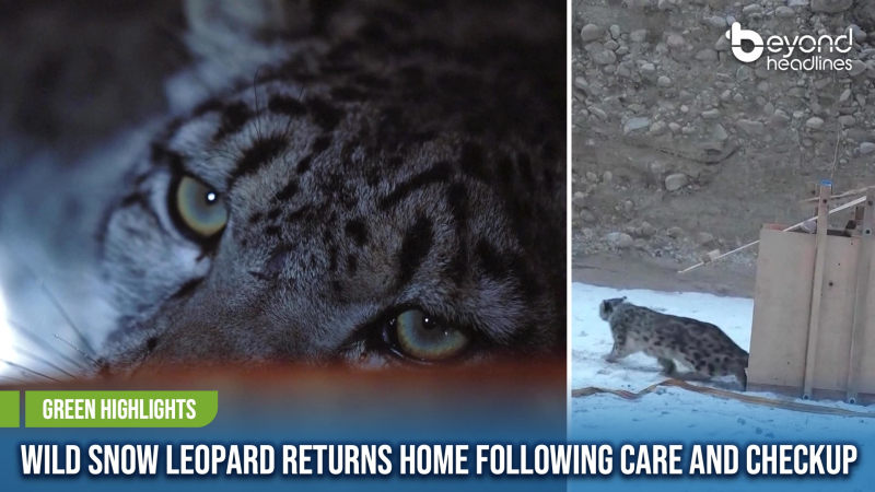 [Green Highlights] Wild Snow Leopard Returns Home Following Care and Checkup