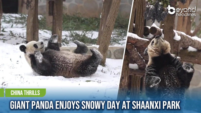 [China Thrills] Giant Panda Enjoys Snowy Day at Shaanxi Park