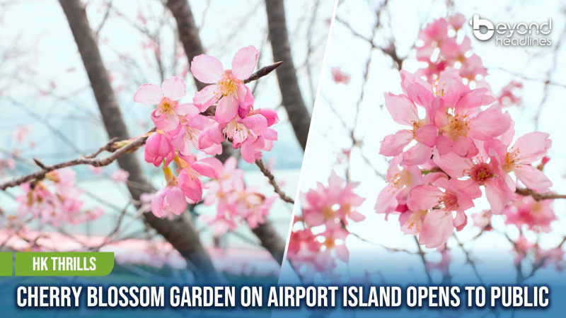 [HK Thrills] Cherry Blossom Garden on Airport Island Opens to Public
