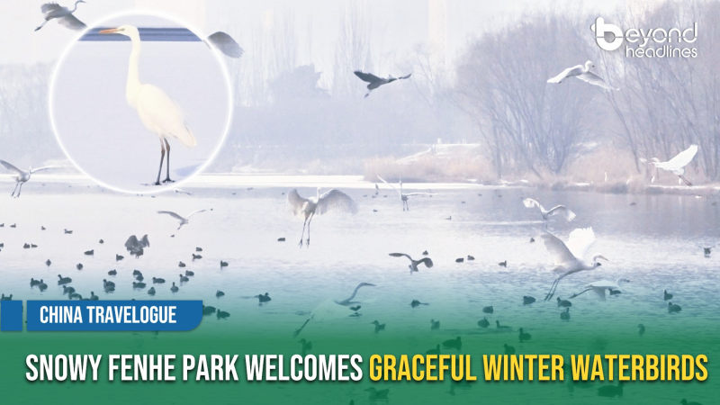 [China Travelogue] Snowy Fenhe Park Welcomes Graceful Winter Waterbirds