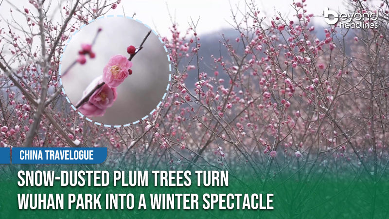 [China Travelogue] Snow-Dusted Plum Trees Turn Wuhan Park into a Winter Spectacle