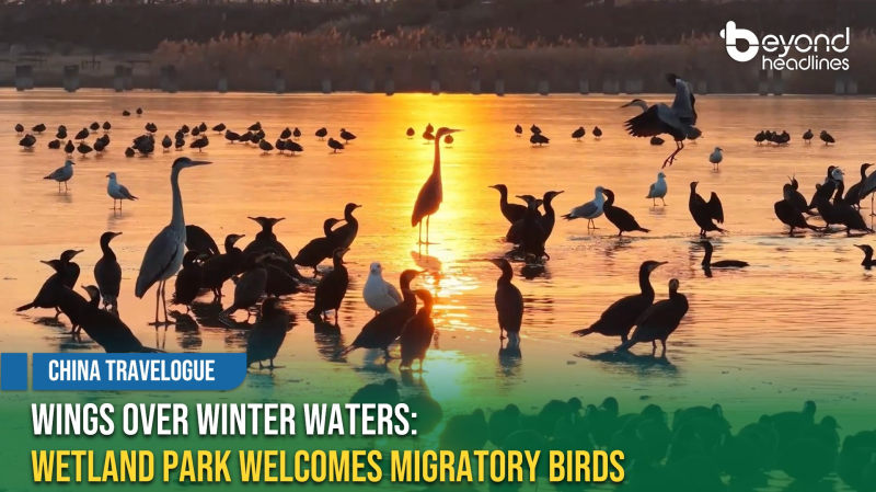 [China Travelogue] Wings Over Winter Waters: Wetland Park Welcomes Migratory Birds