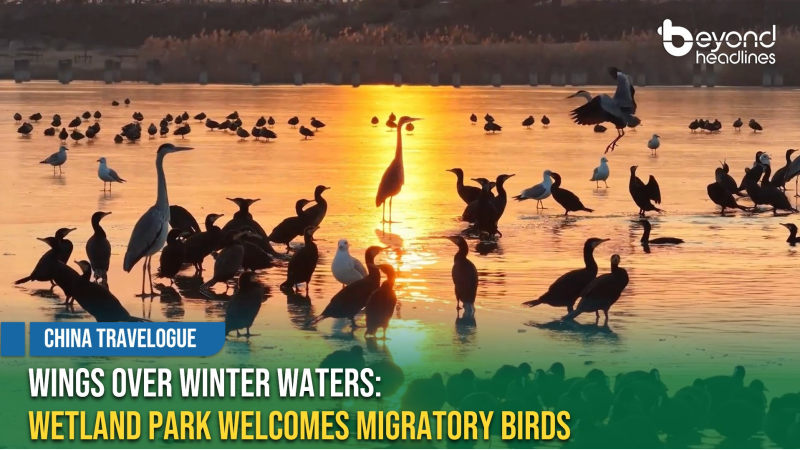 [China Travelogue] Wings Over Winter Waters: Wetland Park Welcomes Migratory Birds