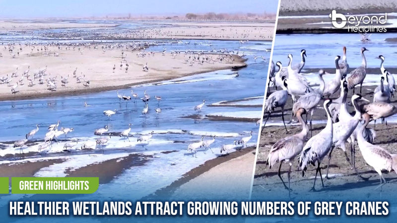 [Green Highlights] Healthier Wetlands Attract Growing Numbers of Grey Cranes