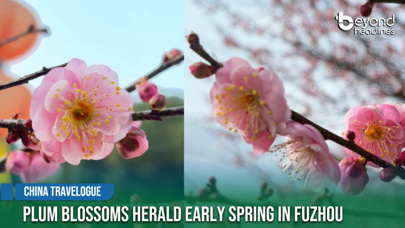 [China Travelogue] Plum Blossoms Herald Early Spring in Fuzhou