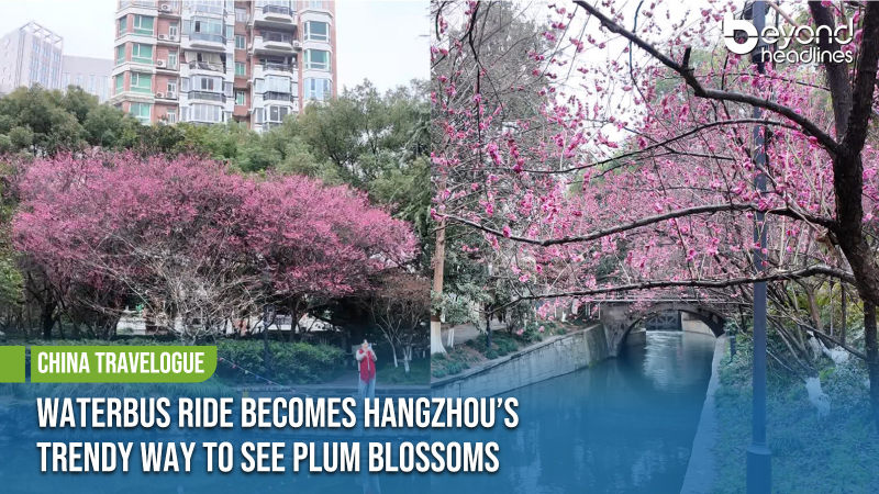 [China Travelogue] Waterbus Ride Becomes Hangzhou’s Trendy Way to See Plum Blossoms