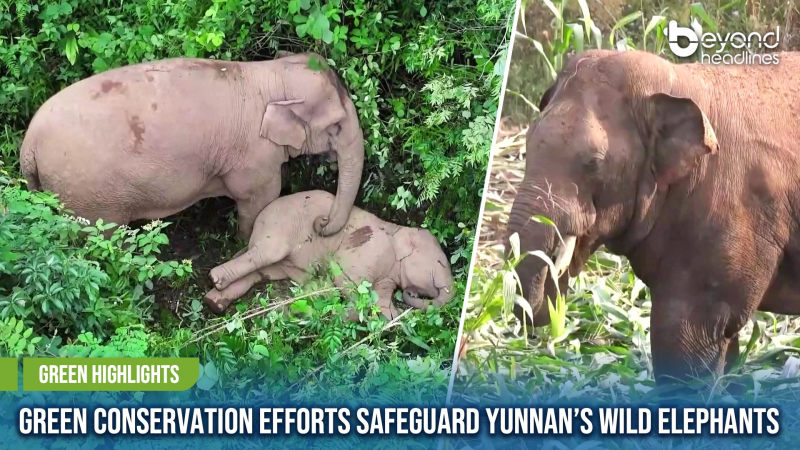 [Green Highlights] Green Conservation Efforts Safeguard Yunnan’s Wild Elephants