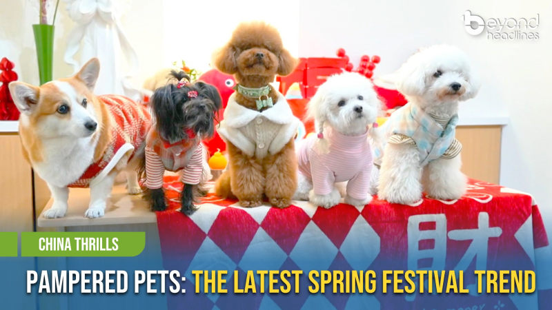 [China Thrills] Pampered Pets: The Latest Spring Festival Trend