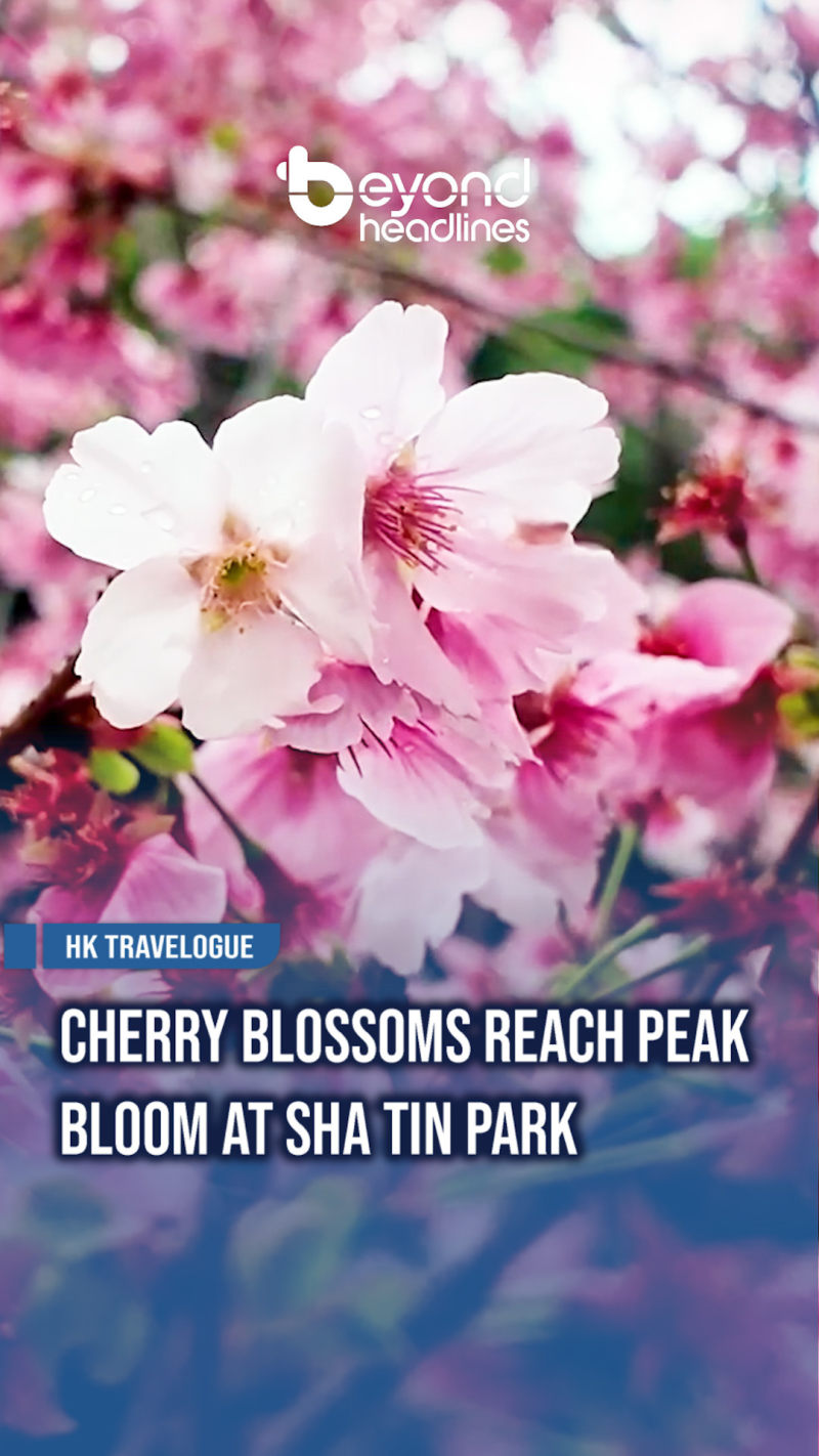 [HK Travelogue] Cherry Blossoms Reach Peak Bloom at Sha Tin Park