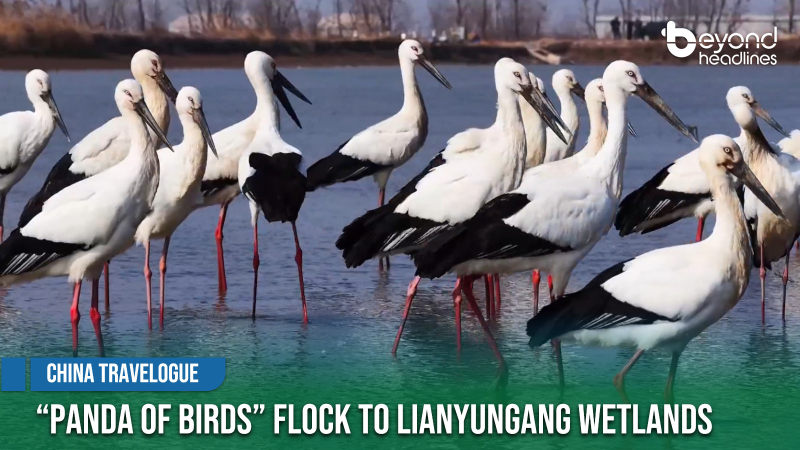 [China Travelogue] “Panda of Birds” Flock to Lianyungang Wetlands