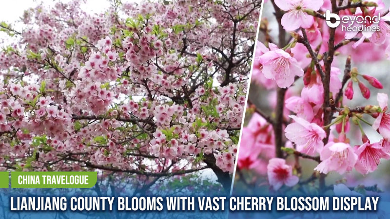 [China Travelogue] Lianjiang County Blooms with Vast Cherry Blossom Display