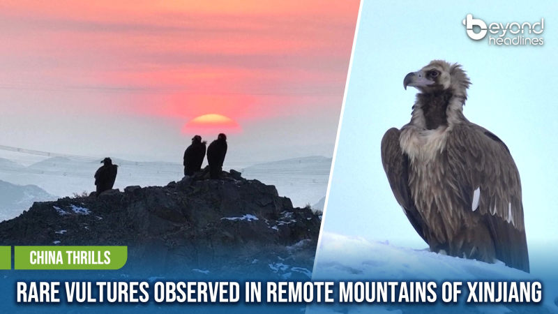 [China Thrills] Rare Vultures Observed in Remote Mountains of Xinjiang