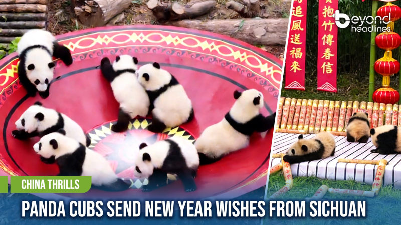 [China Thrills] Panda Cubs Send New Year Wishes from Sichuan