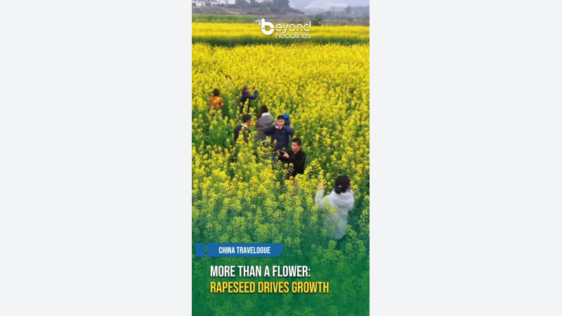 [China Travelogue] More Than a Flower: Rapeseed Drives Growth