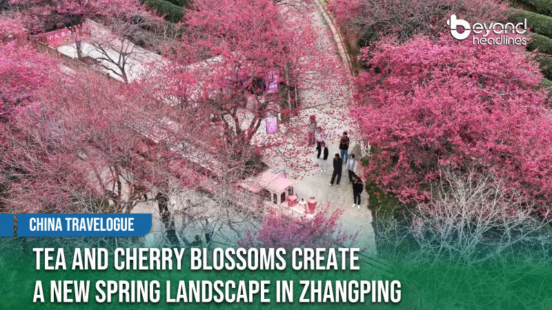 [China Travelogue] Tea and Cherry Blossoms Create a New Spring Landscape in Zhangping