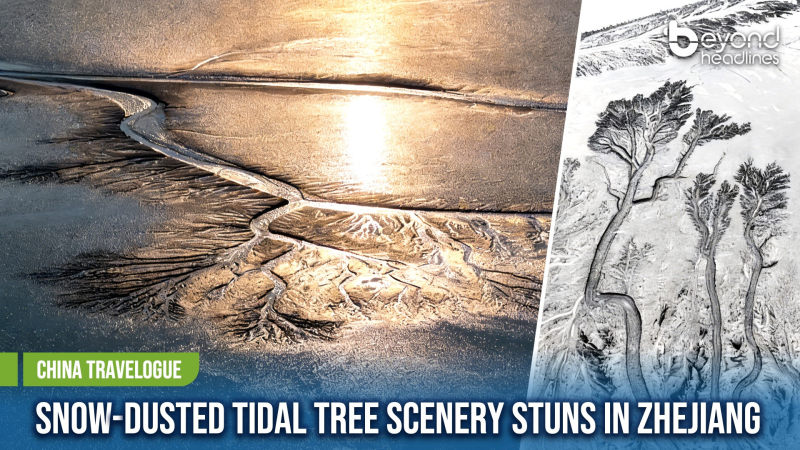 [China Travelogue] Snow-Dusted Tidal Tree Scenery Stuns in Zhejiang