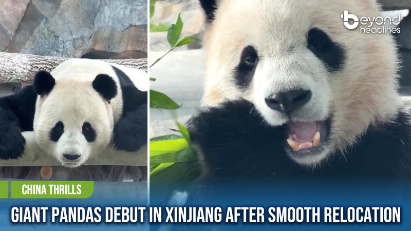 [China Thrills] Giant Pandas Debut in Xinjiang After Smooth Relocation