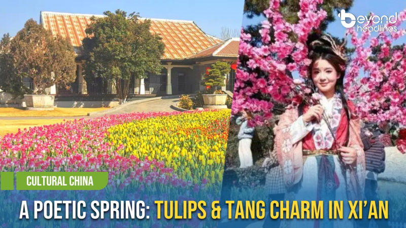 [Cultural China] A Poetic Spring: Tulips & Tang Charm in Xi’an