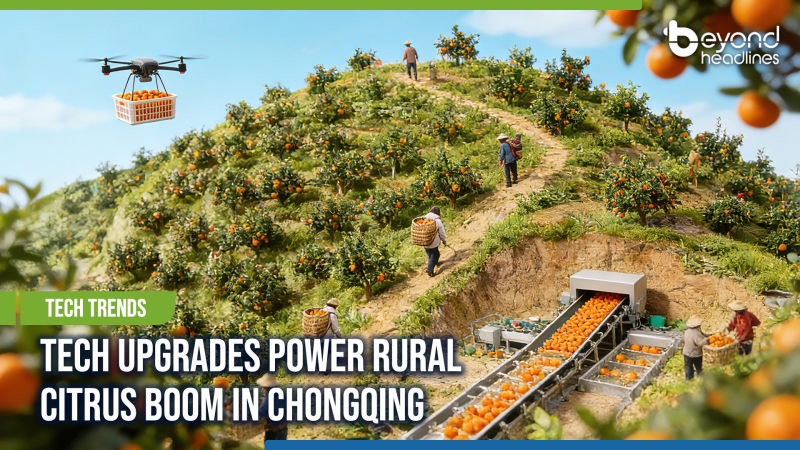 [Tech Trends] Tech Upgrades Power Rural Citrus Boom in Chongqing