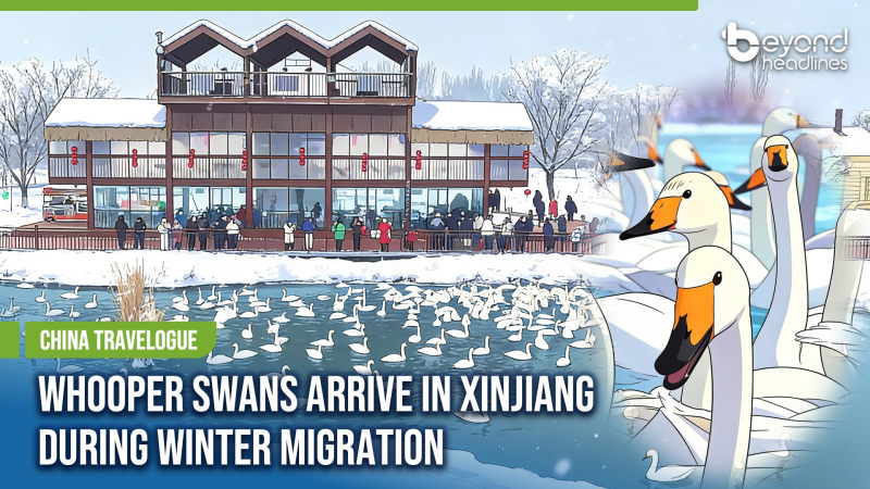 [China Travelogue] Whooper Swans Arrive in Xinjiang During Winter Migration