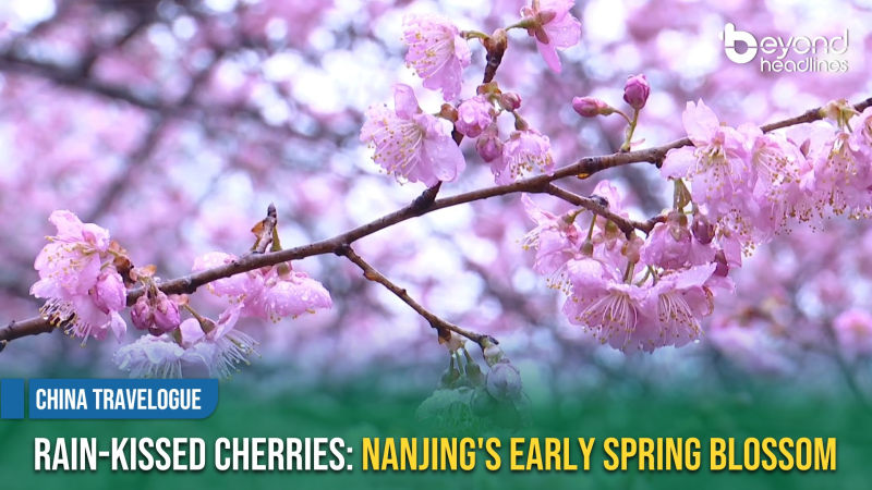 [China Travelogue] Rain-kissed Cherries: Nanjing's Early Spring Blossom