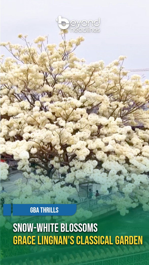 [GBA Thrills] Snow-White Blossoms Grace Lingnan's Classical Garden