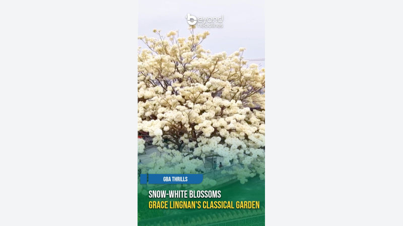 [GBA Thrills] Snow-White Blossoms Grace Lingnan's Classical Garden