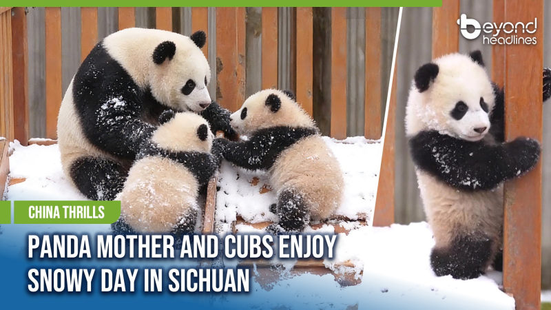 [China Thrills] Panda Mother and Cubs Enjoy Snowy Day in Sichuan