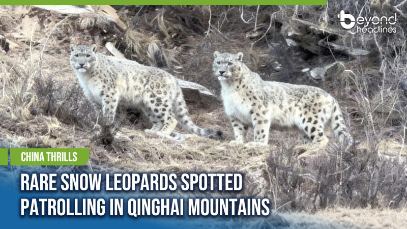 [China Thrills] Rare Snow Leopards Spotted Patrolling in Qinghai Mountains